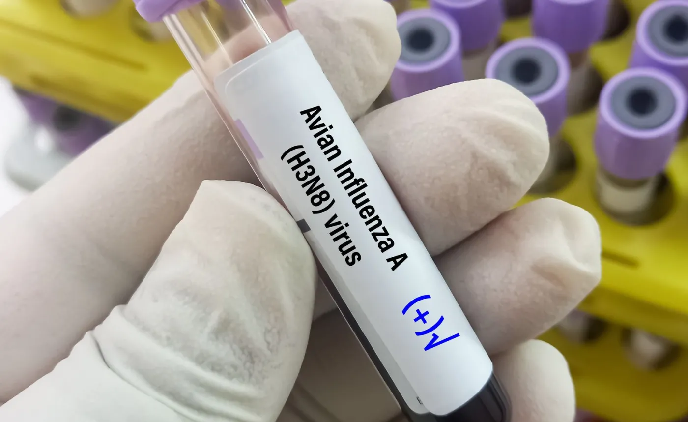 Ptasia Grypa h3n8 wirus