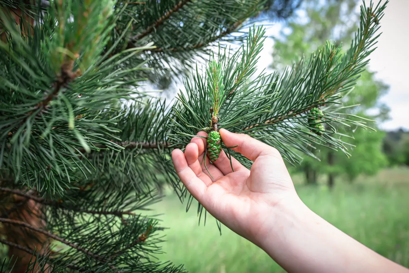 Przegapiłeś sezon na pędy sosny? Zrób syrop z szyszek