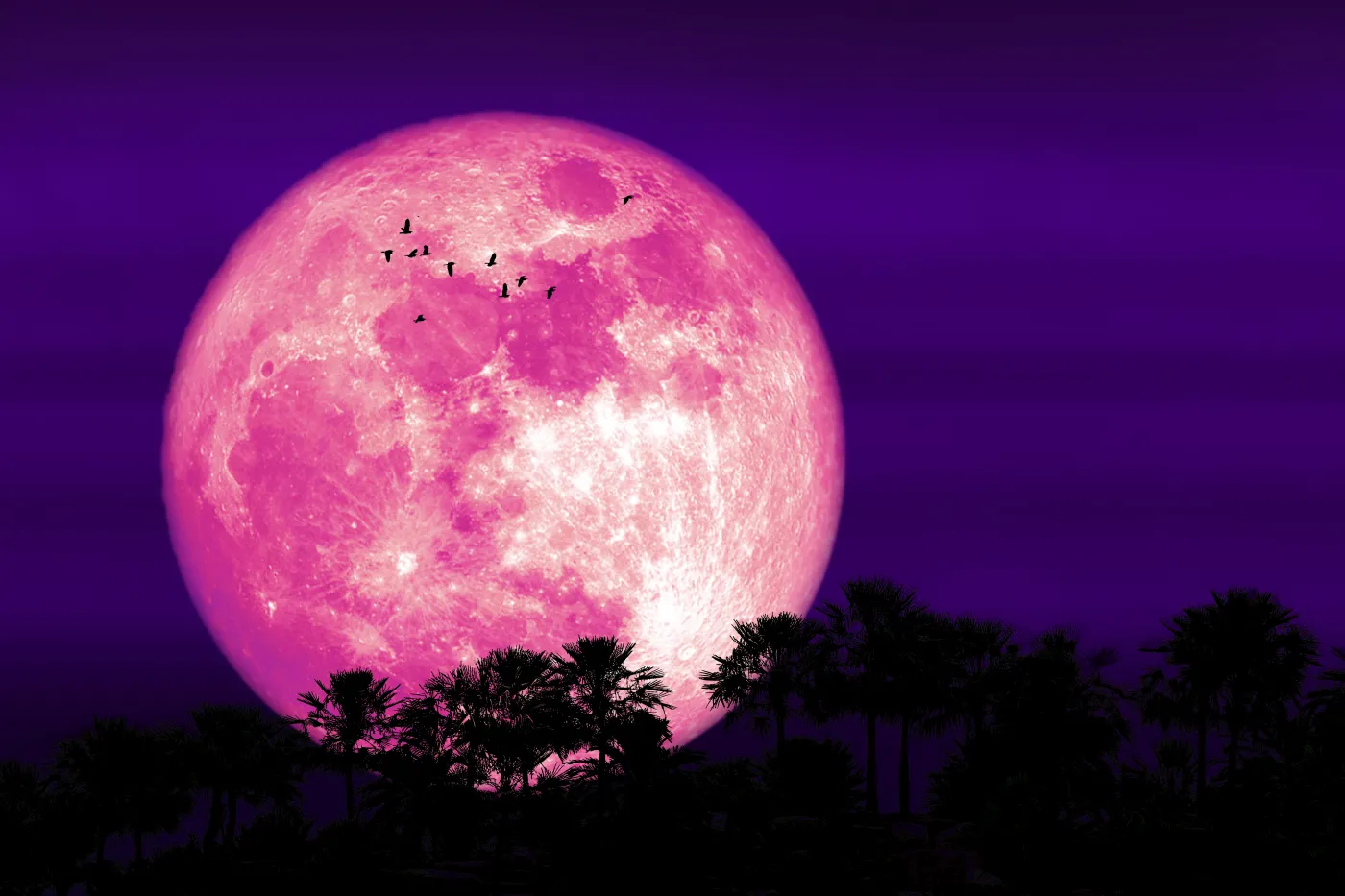 Super,Corn,Pink,Moon,And,Silhouette,Forest,Tree,And,Birds