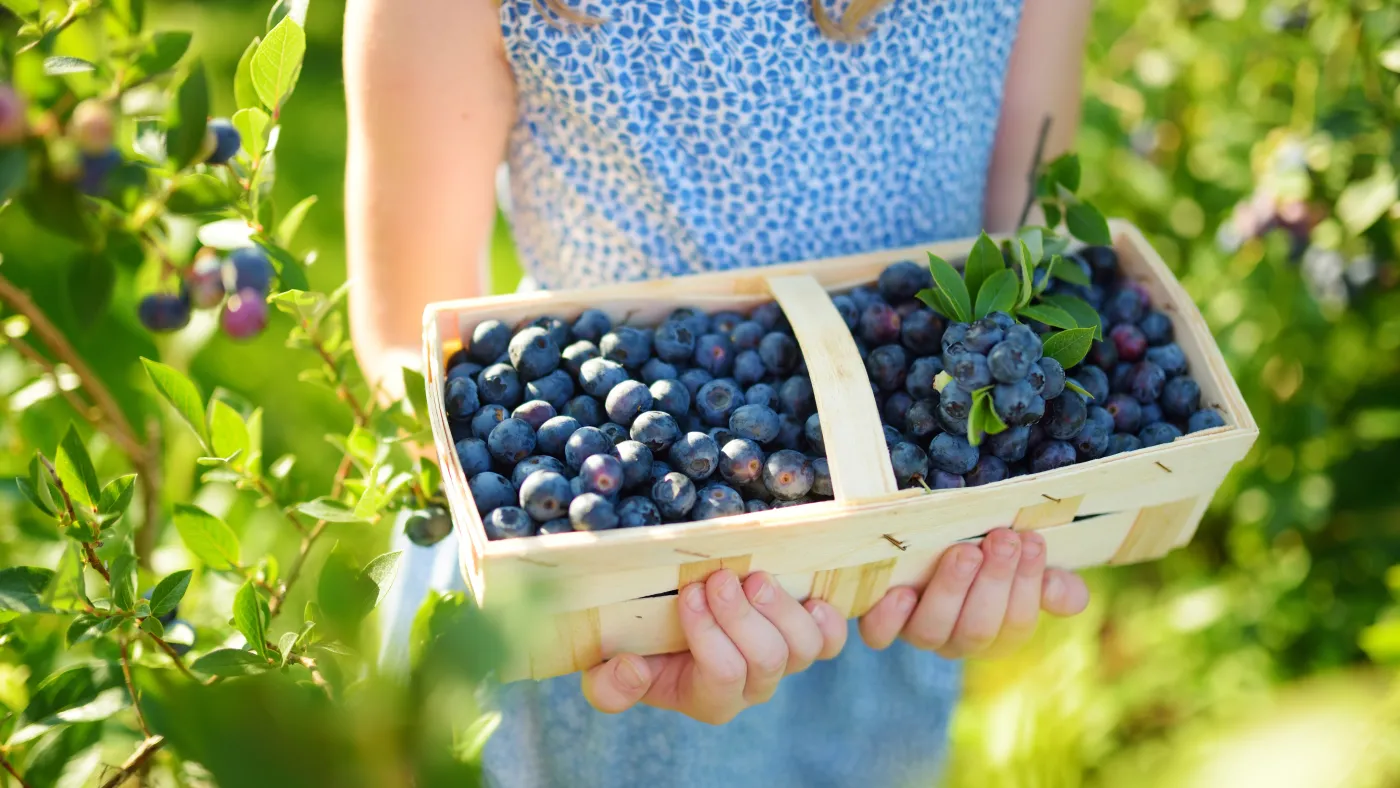 Czym zakwaszać ziemię pod borówką amerykańską? Krzak będzie się uginał od owoców