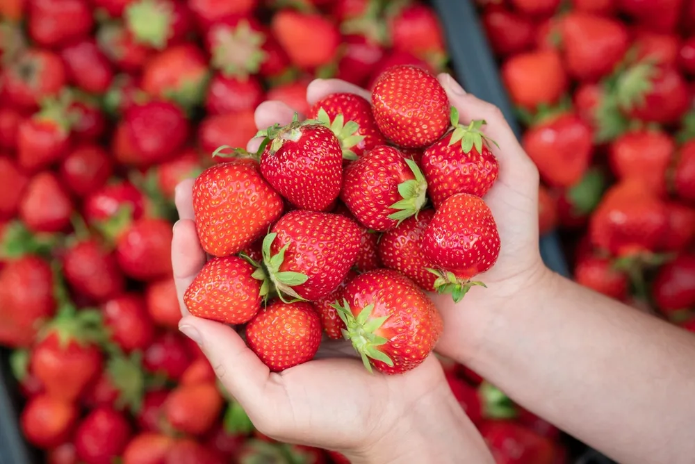 Female,Holding,Ripe,Strawberry,In,Hands.,Harvest,Of,Fresh,Juicy