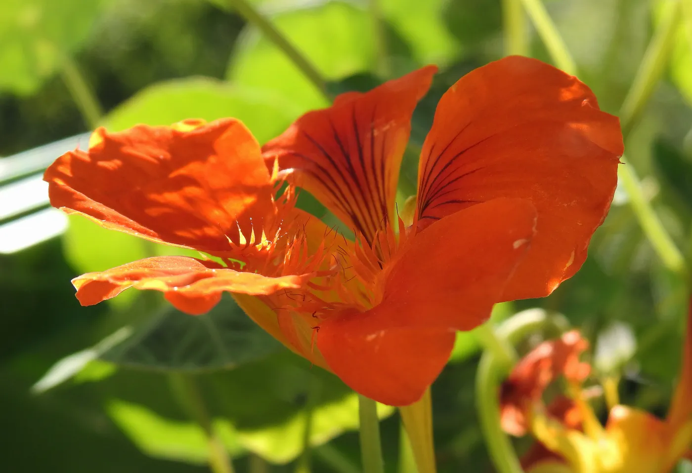 Buds,And,Inflorescences,Of,A,Plant,Called,Nasturtium,,Commonly,Found