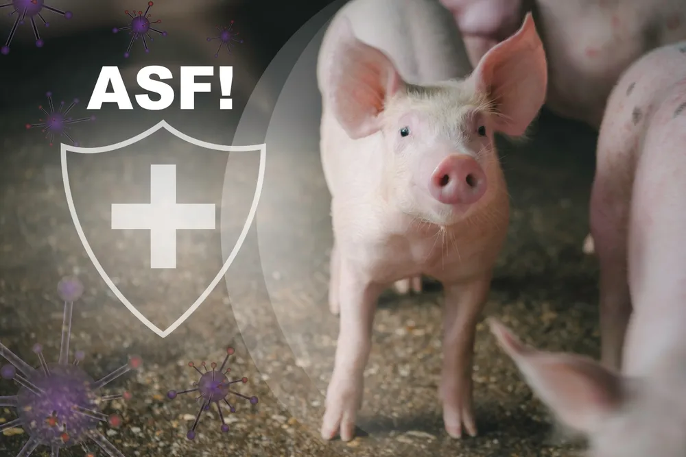 1,8 tys. świń zagrożonych. "Śmiertelność sięga nawet 100 proc"