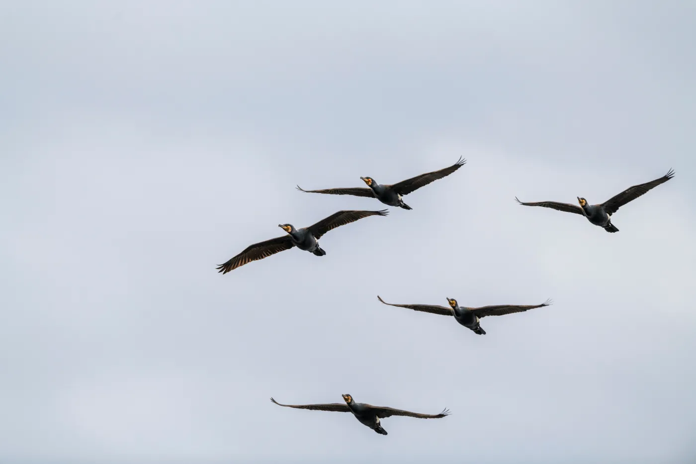 Ostrzeżenie przed ptakami nad polskim morzem. Zagrożenie dla turystów