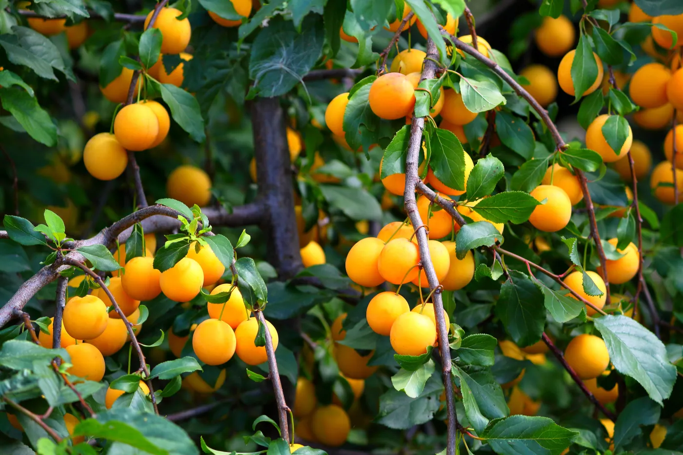 Shiny,Fresh,Yellow,Mirabelle,Plums,Fruit,On,Tree,Branch,In