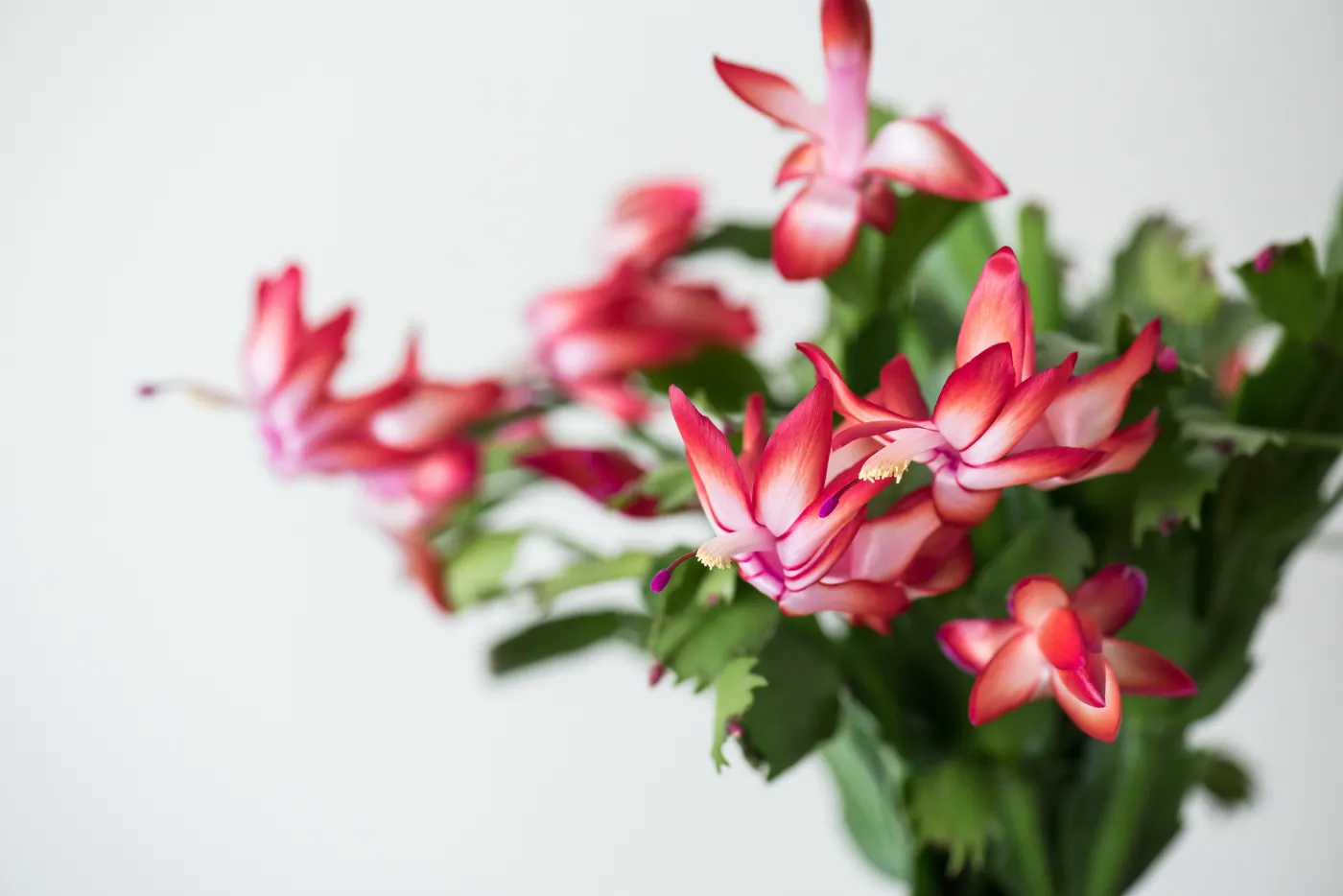 Kaktus Bożego Narodzenia. Czym i jak podlewać grudnik, by pięknie zakwitł?