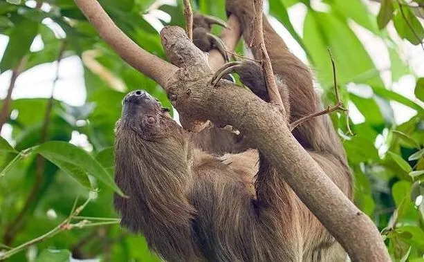 Nie żyje najstarszy leniwiec na świecie. Miał 54 lata