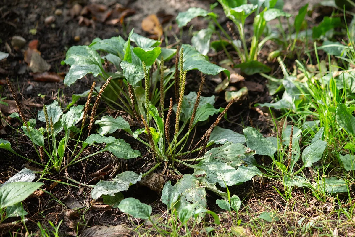 Chwasty prawdę powiedzą: wskazują na rodzaj gleby. Sprawdź, co urośnie w twoim ogrodzie [Lista roślin]