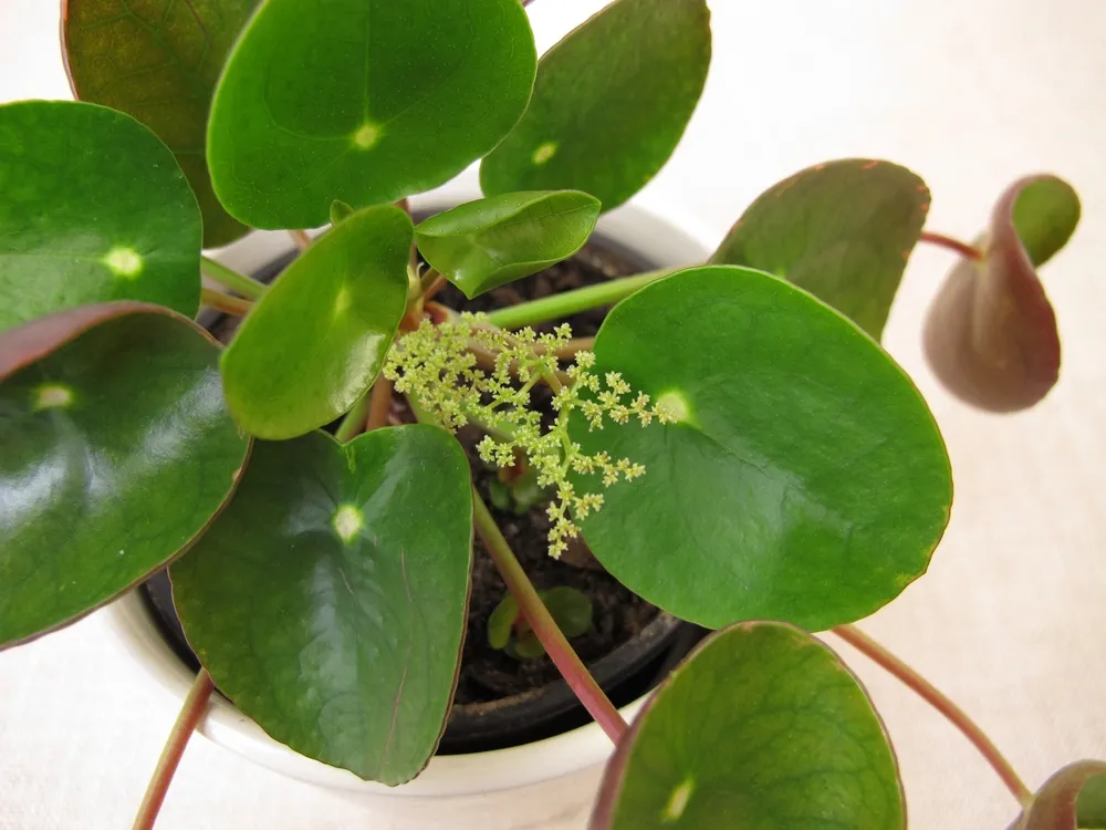 Flowering,Pancake,Plant,With,Flower,,Pilea,Peperomioides
