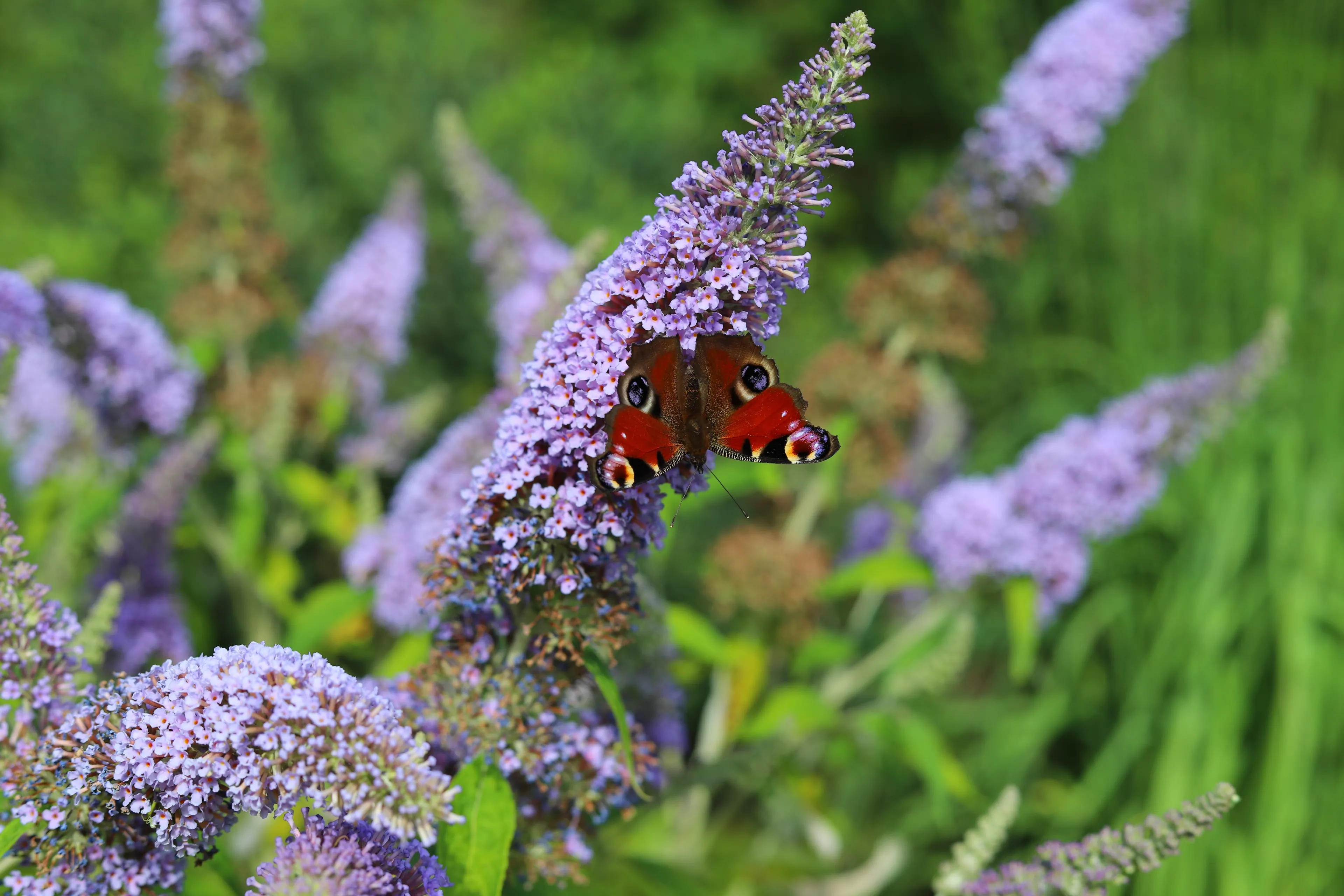 Kiedy przycinać budleję Dawida? Jak ciąć budleję wiosną, żeby ładnie kwitła? Czego nie lubi budleja?