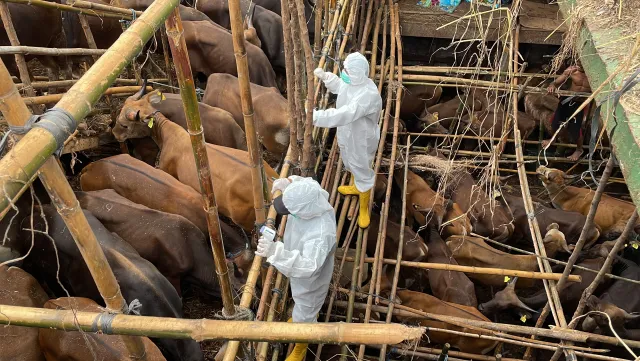 Epidemia pryszczycy wywołana sztucznie? Węgierski rząd podejrzewa atak epidemiologiczny