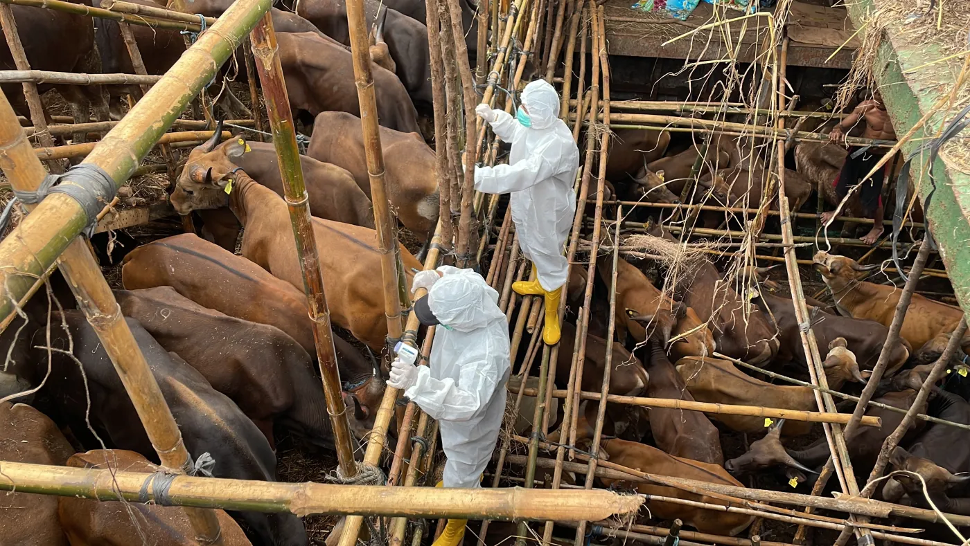 Epidemia pryszczycy wywołana sztucznie? Węgierski rząd podejrzewa atak epidemiologiczny