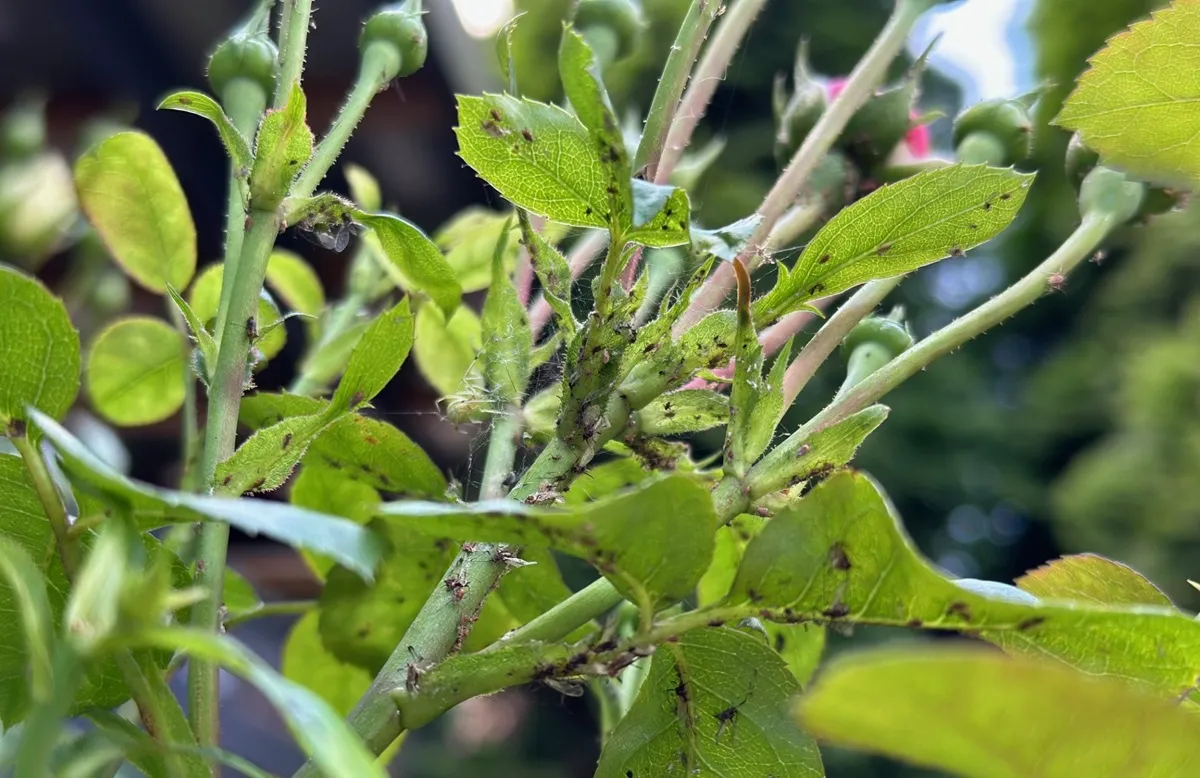 Domowy sposób na mszyce w ogrodzie. Działa też na miodówki, skoczki i przędziorki