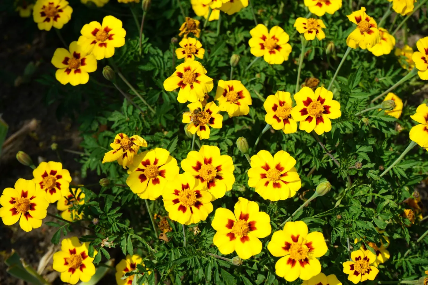 Kwiaty jednoroczne kwitnące całe lato - galeria zdjęć