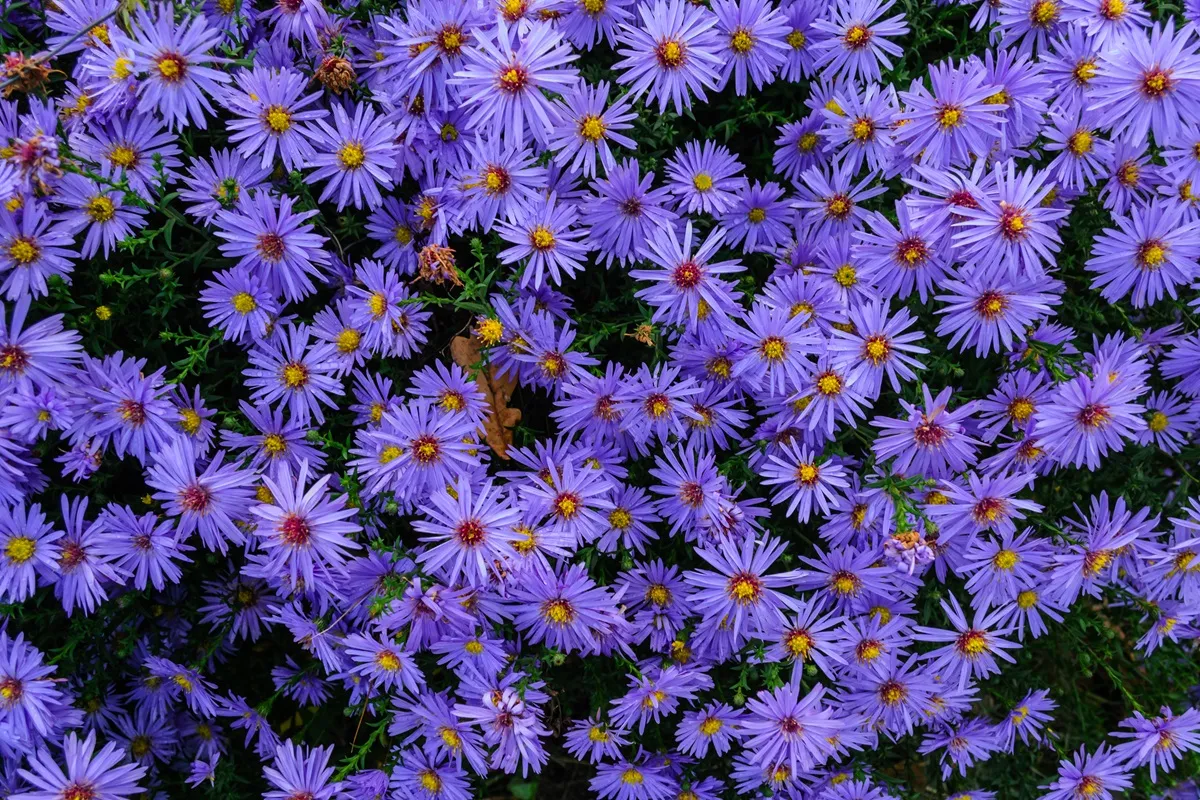 Te kwiaty będą zdobiły ogród jesienią. Jak o nie dbać?