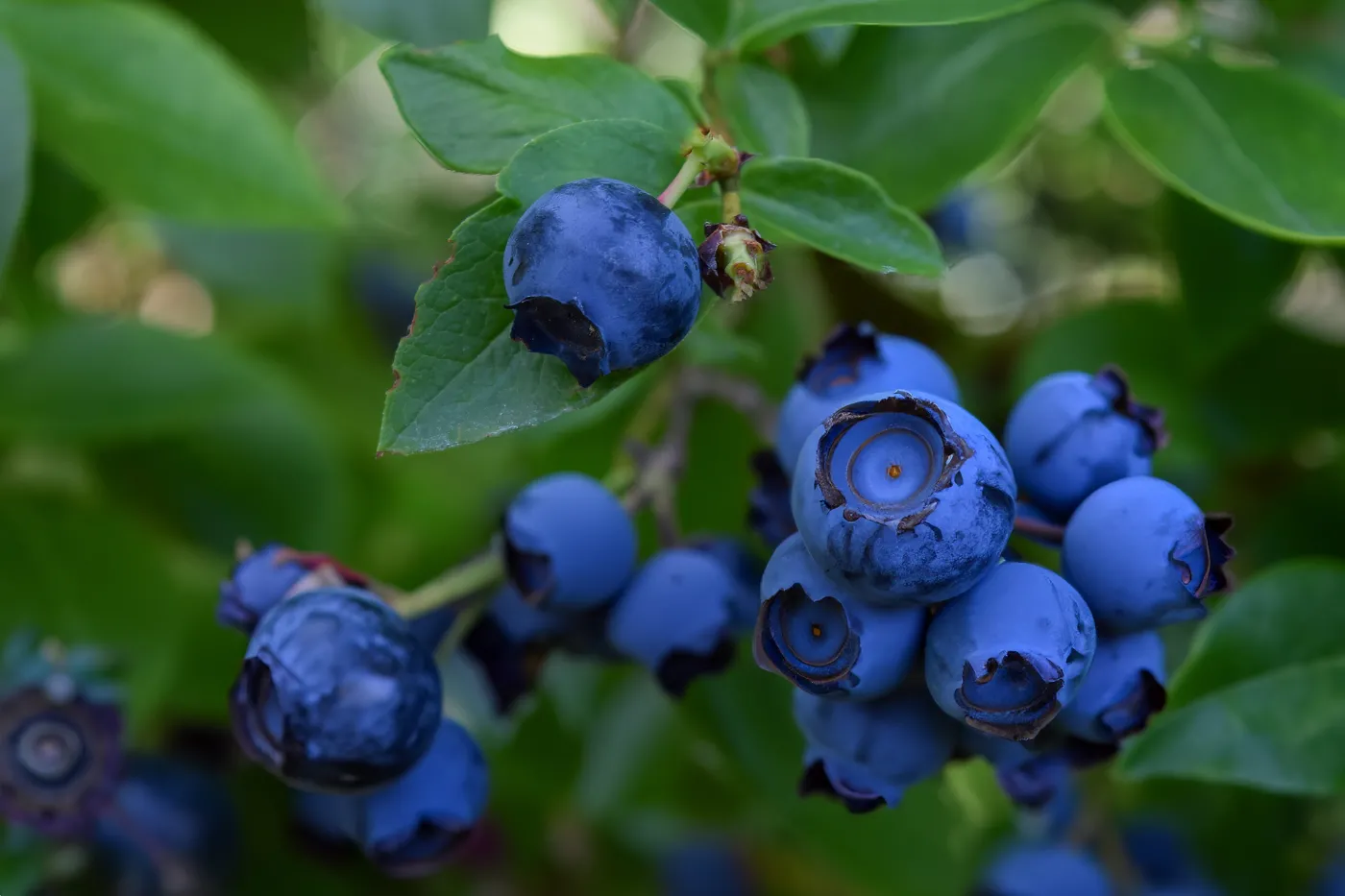 Rozsyp pod borówką już teraz. Będzie mieć liczne, duże i słodkie owoce