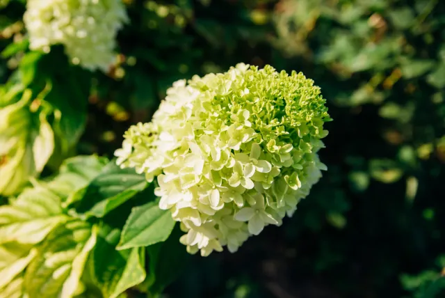 Rozpuść w wodzie i podlej tym hortensje. Kwiaty przestaną zielenieć