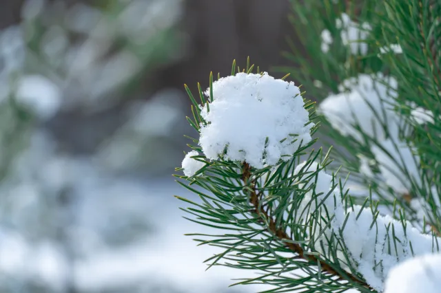Czy to już prawdziwa zima? Co przyniesie pierwsza sobota stycznia? Znamy prognozę
