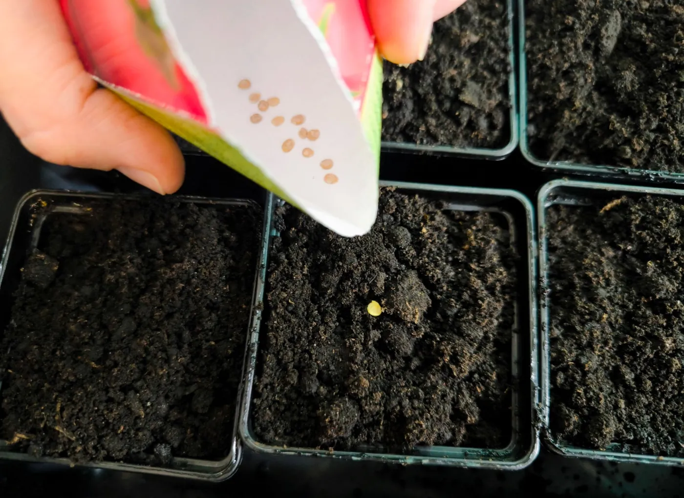 Wysiej to warzywo pod koniec stycznia, żeby mieć piękne sadzonki w połowie maja