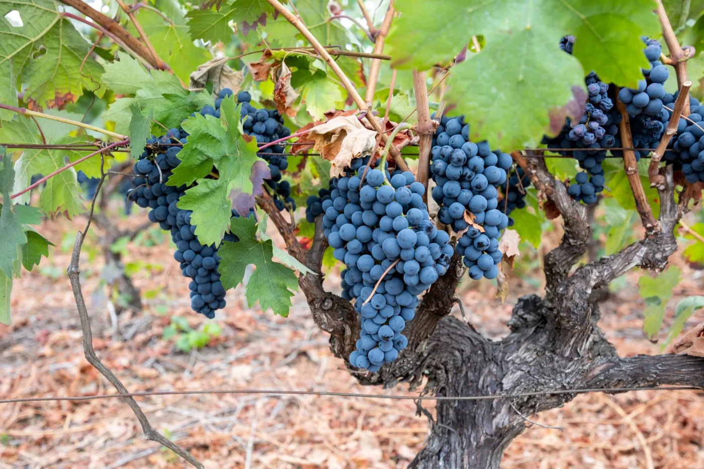 Zrób to z winoroślą w marcu, a jesienią zbierzesz pełne kosze dorodnych, słodkich winogron