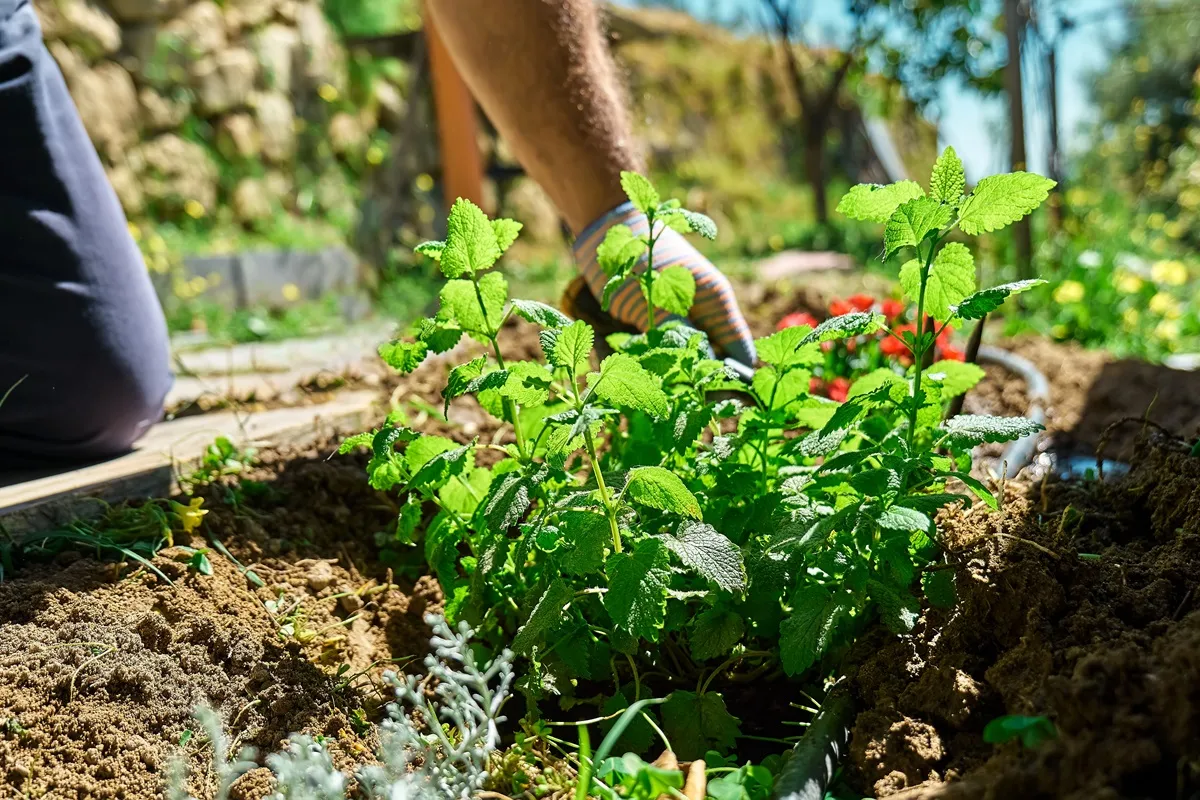 Te trzy zioła można już w marcu sadzić do gruntu. Są wytrzymałe na mróz