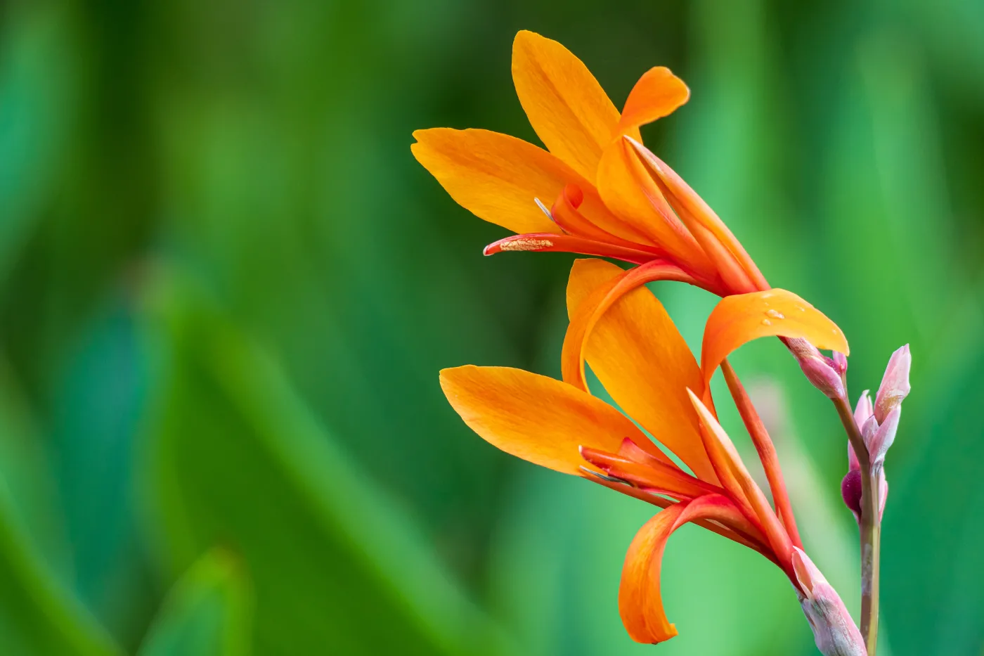 5-minutowy QUIZ z przyrody. Odpowiedz na 10 prostych pytań. Mniej niż 8/10 to lekki wstyd