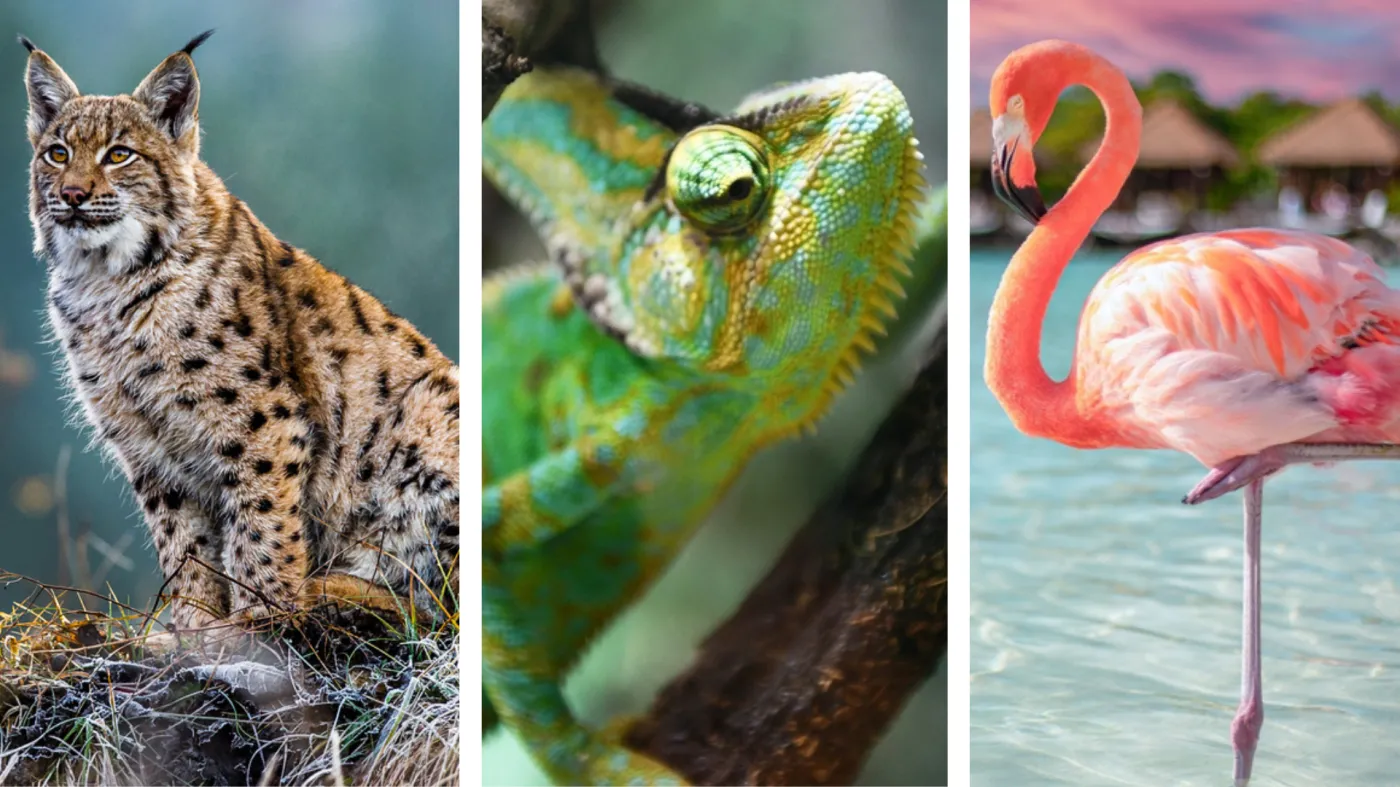 gepard, kameleon, flaming