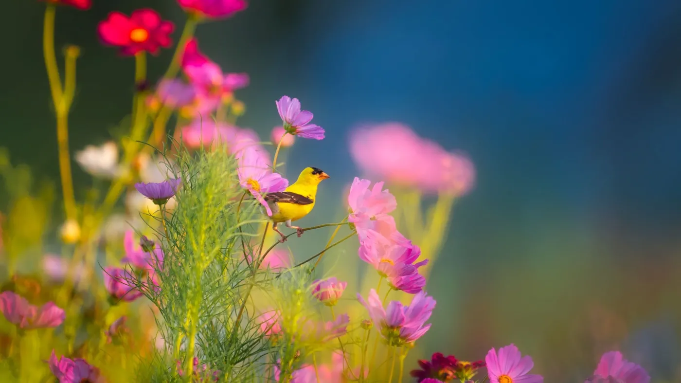 Biologia przyroda quiz A,Bird,Is,Sitting,On,A,Beautiful,Flower,Stalk