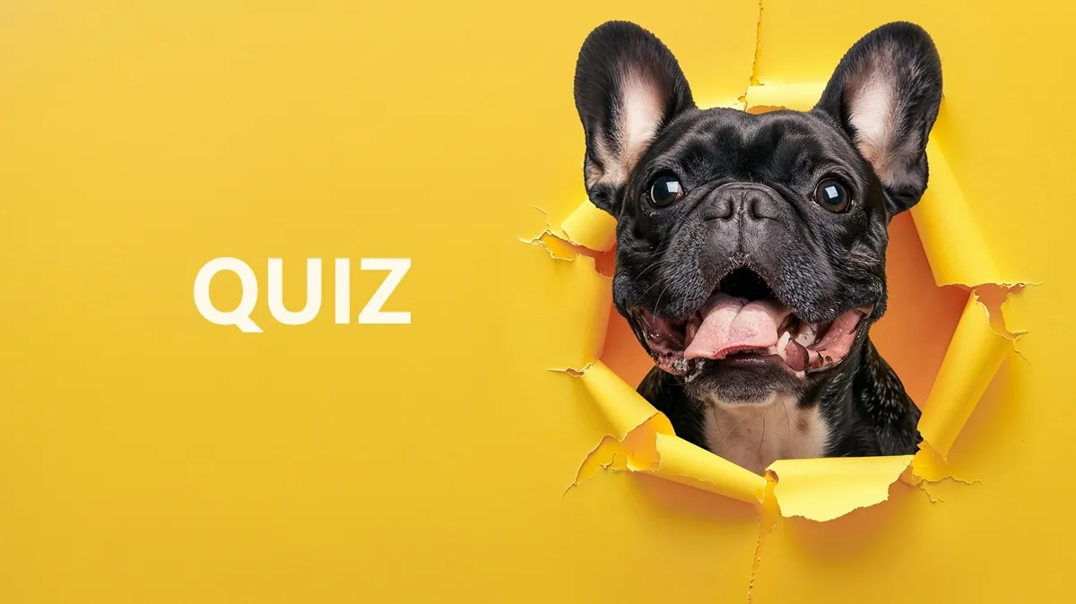 [QUIZ] Rasy psów: czy rozpoznasz 4 bardzo podobne rasy i zdobędziesz wszystkie punkty?