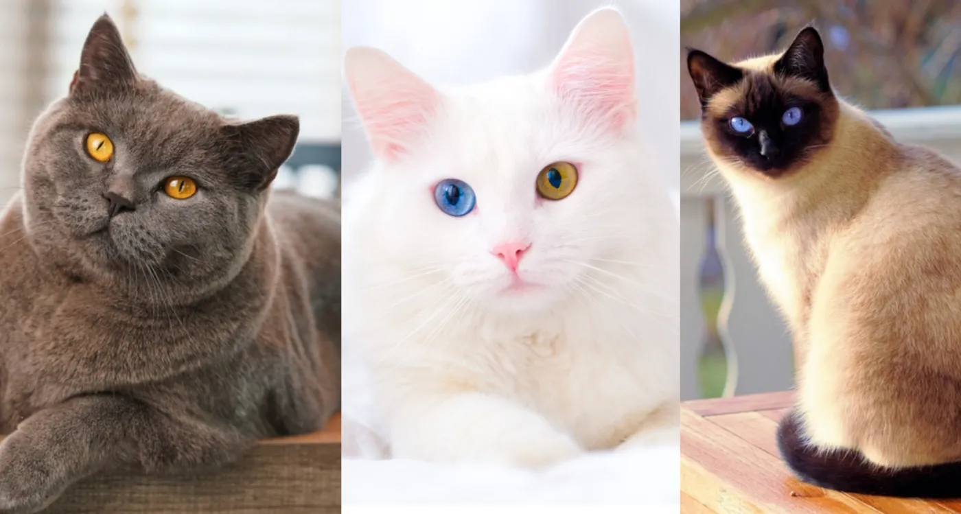 Rasy kotów - obrazkowy quiz