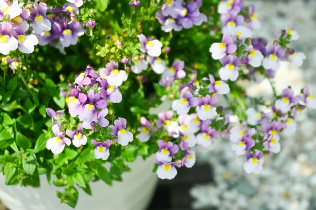 To nowa królowa polskich balkonów. Ten kwiat zdetronizuje pelargonie?