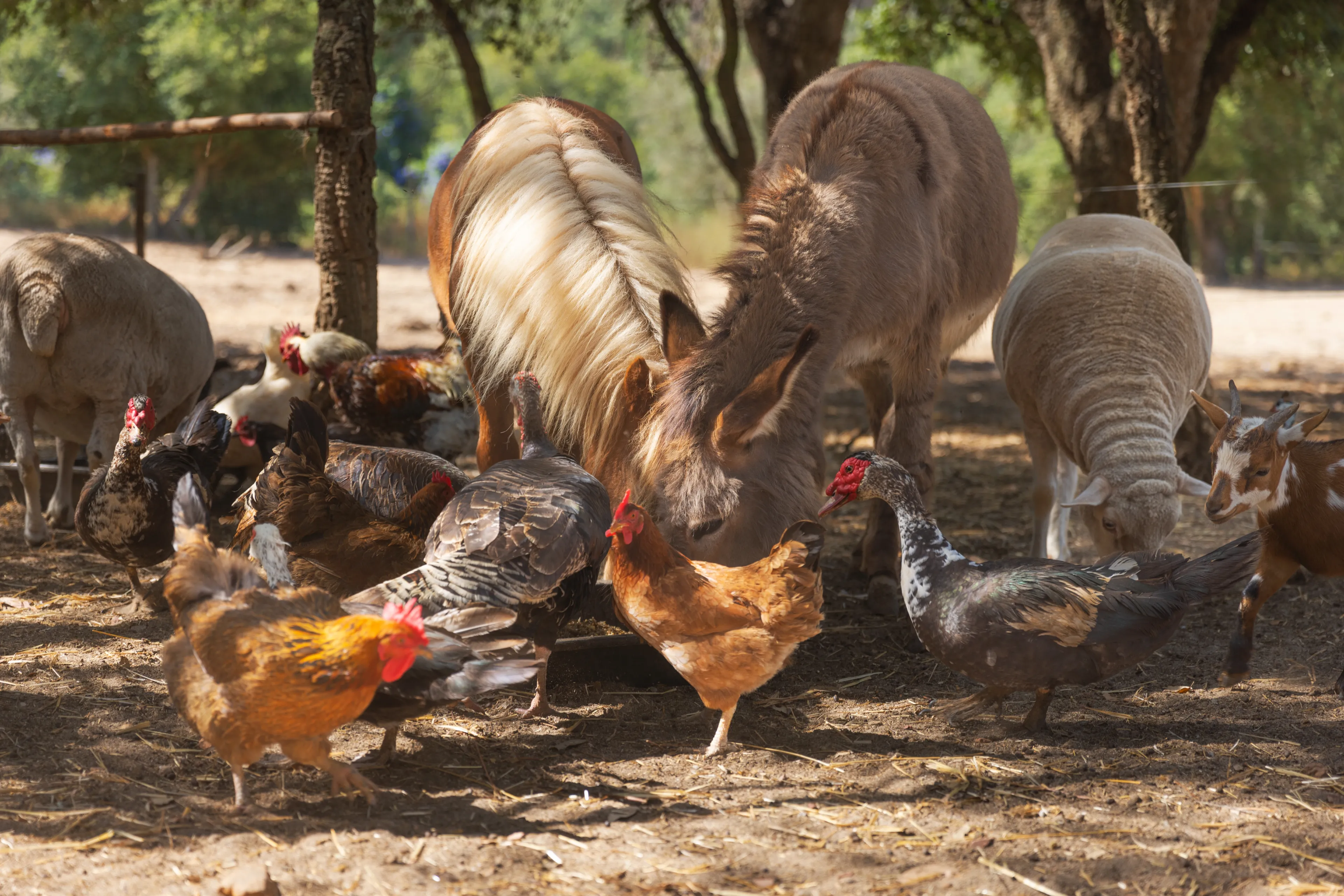 Kochasz zwierzęta i znasz polskie przysłowia ze zwierzętami? QUIZ dla erudytów, mniej niż 75 proc. to wstyd!