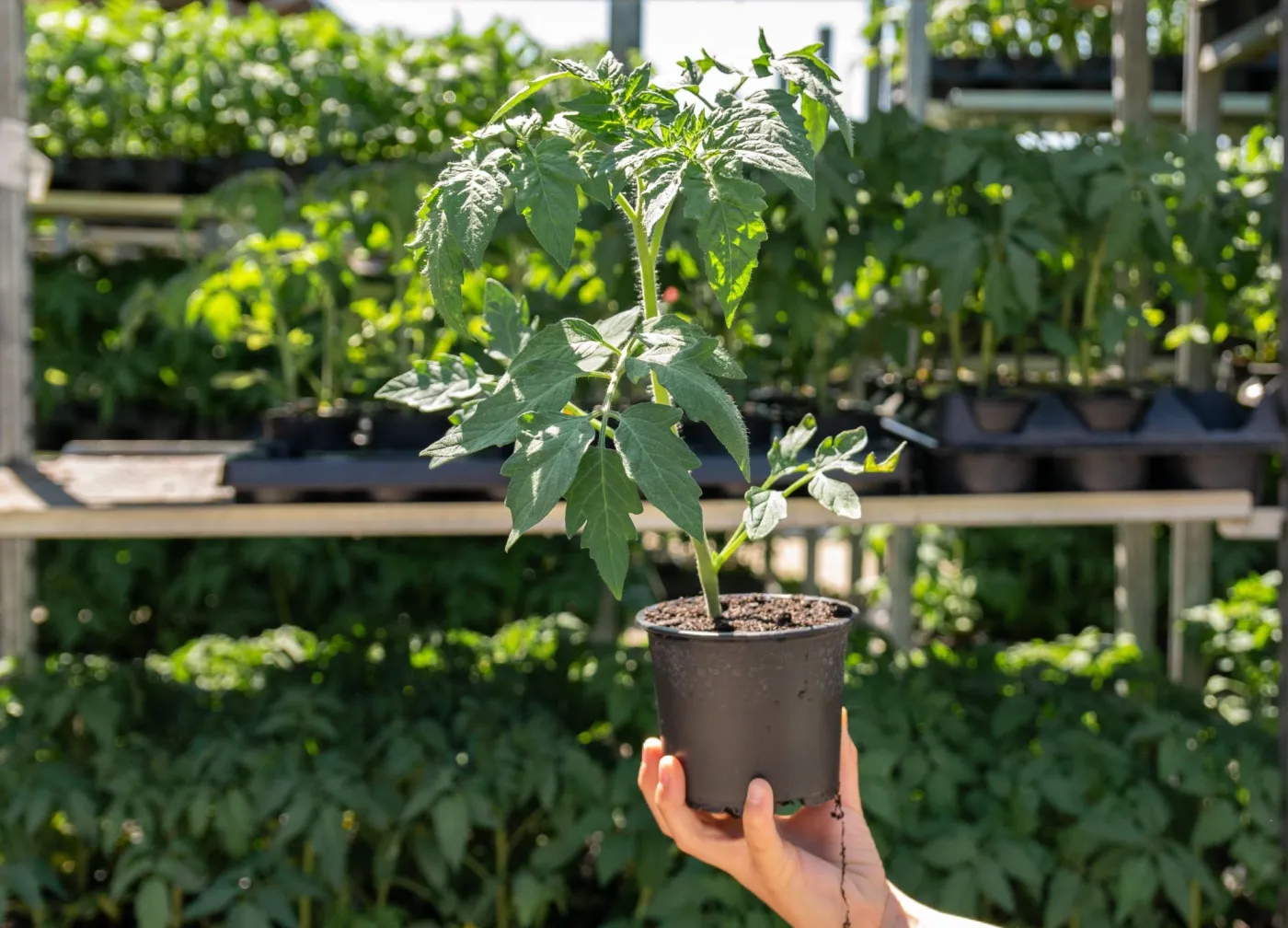 Dorodna sadzonka pomidora