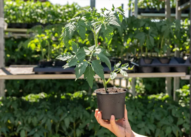 Co zrobić żeby sadzonki pomidorów były grubsze? Naturalna odżywka na grube łodygi sadzonek pomidorów