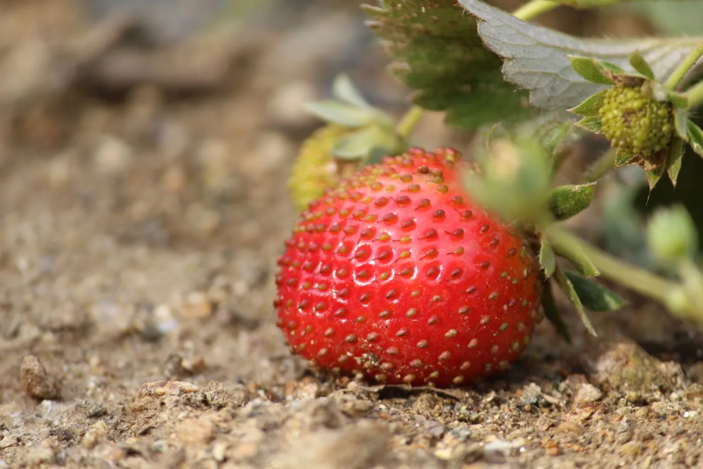 Plony truskawek będą obfite, jeśli zadbasz o odpowiednie towarzystwo roślin w sąsiedztwie