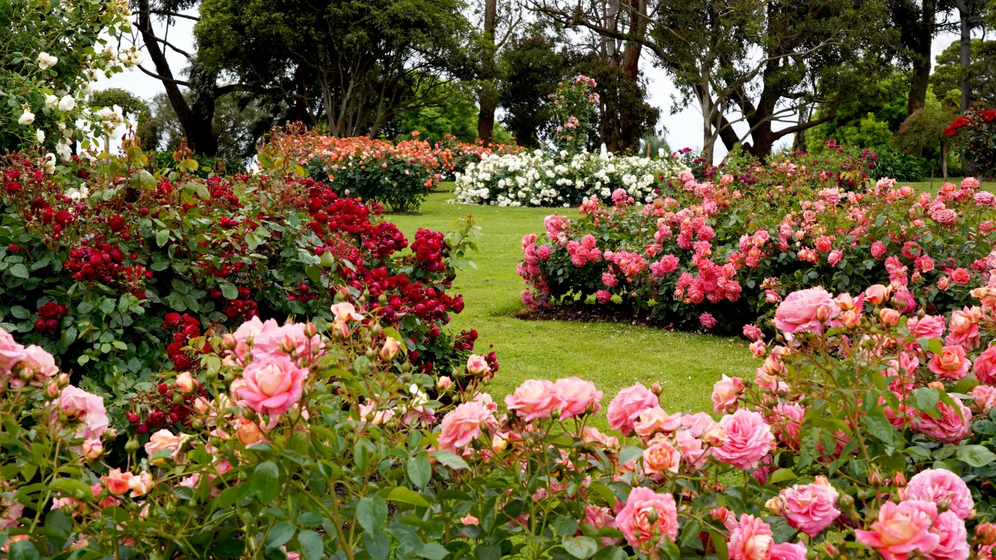 Róża róże  ogród różany Rose,Garden.,Beautiful,Display,Of,Roses,In,A,Large,Garden