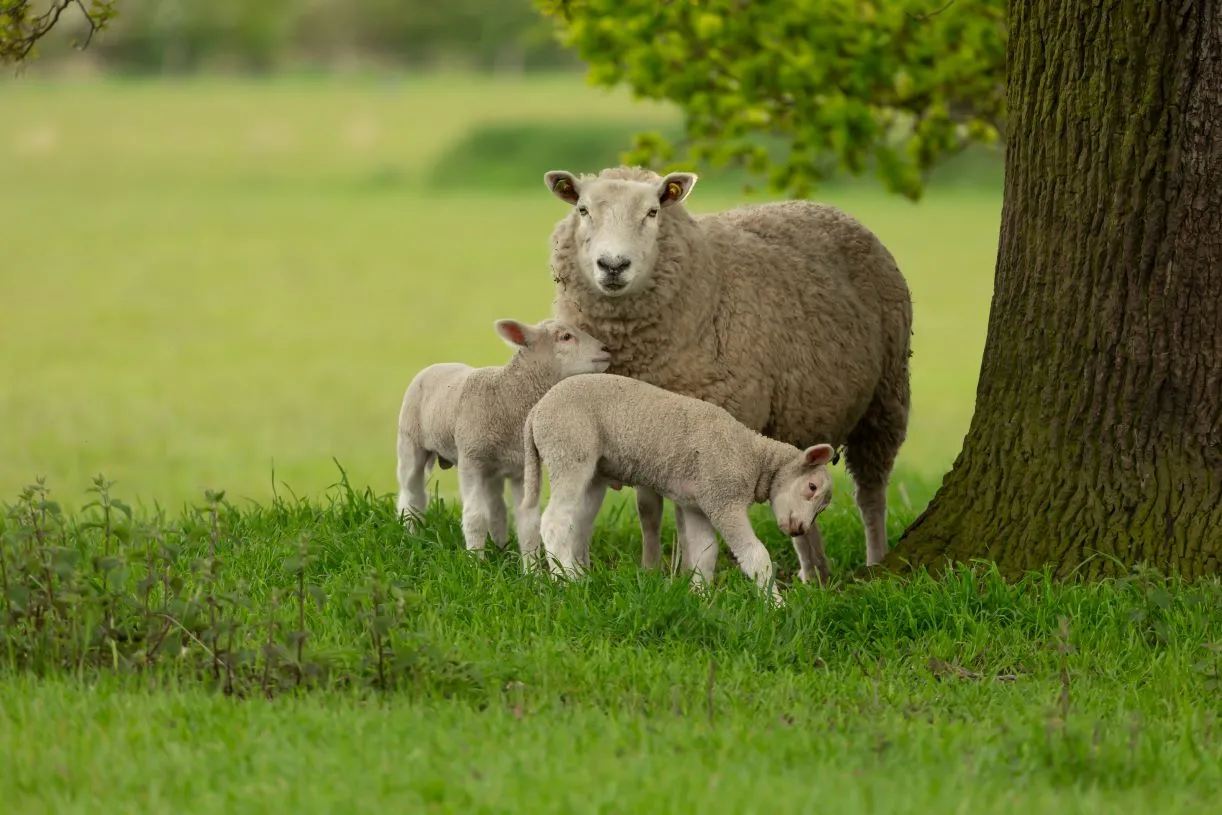 owca zwierzę łąka natura
