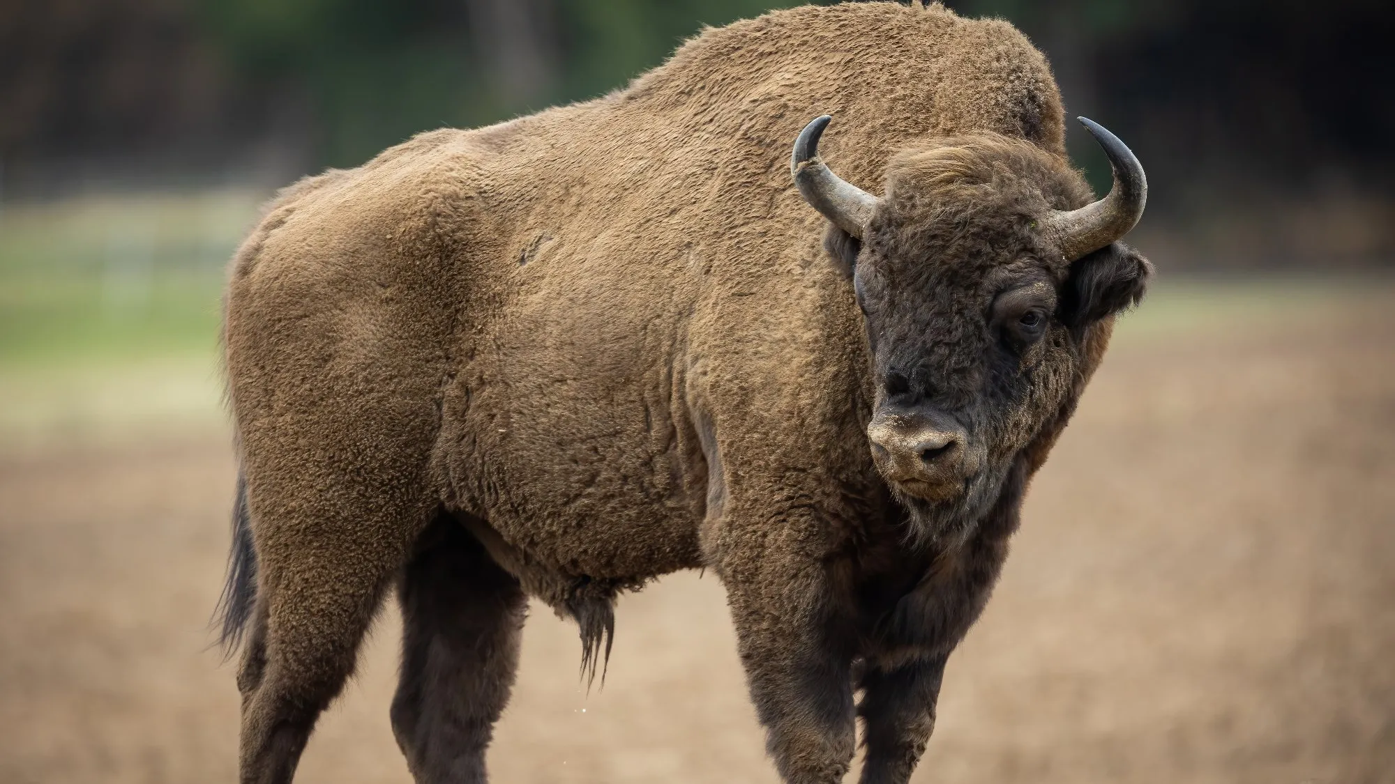 Żubr poturbował turystę. Białowieski Park Narodowy apeluje o rozwagę