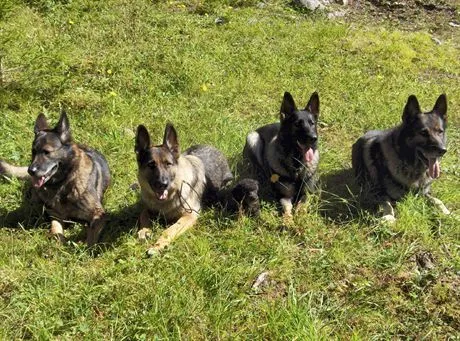 Owczarek z RFN lepszy od tego z DDR?