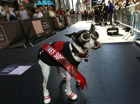 Bal psich przebierańców w Nowym Jorku