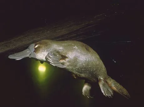 Diving platypus --- Image by  Hans ReinhardzefaCorbis