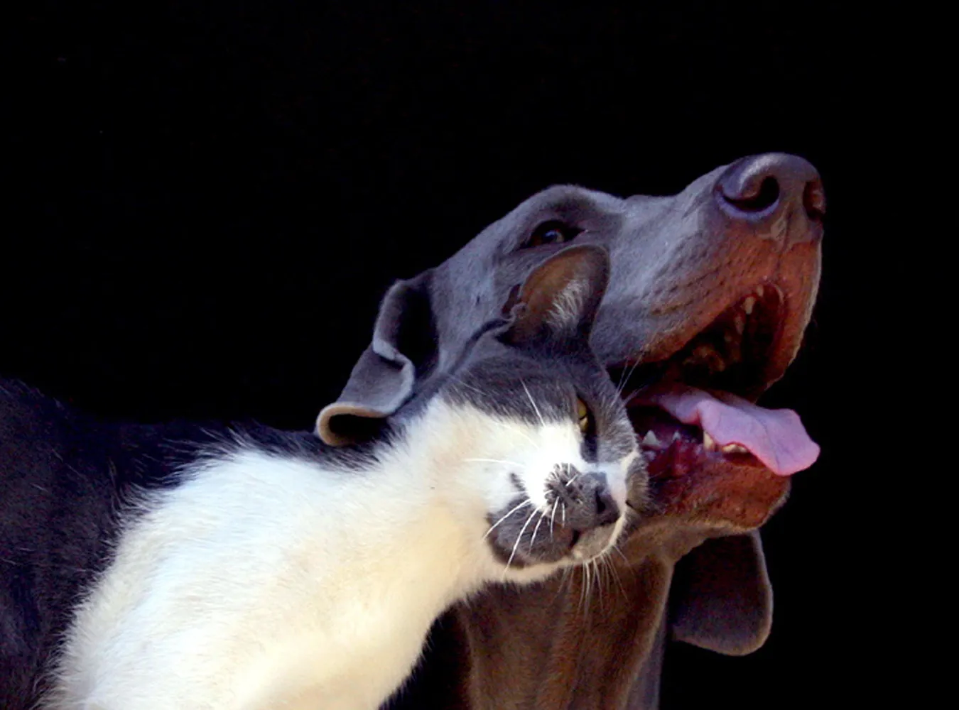 Posłowie chcą kastrować psy i koty