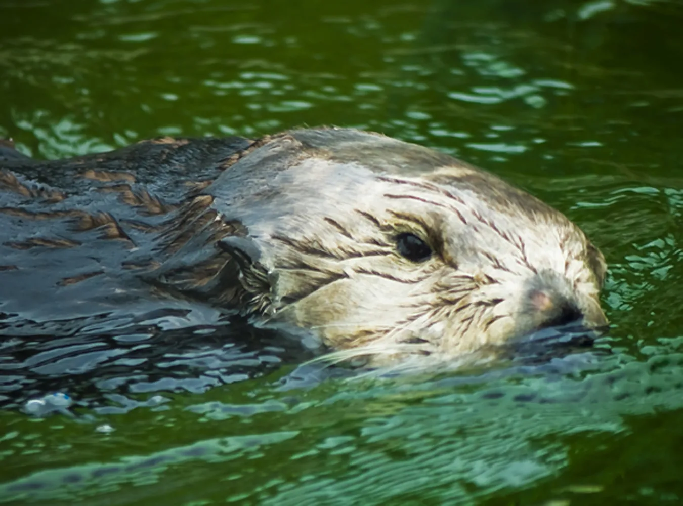 Bezpański bóbr grasuje po Szkocji