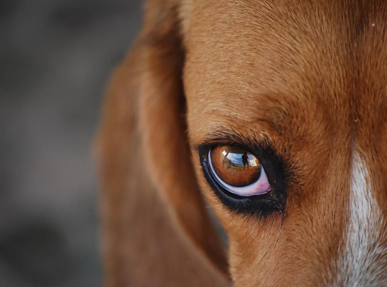 Kto lub co zabija psy pod Łodzią?