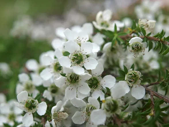 fr_manuka_flower_10_248266a_1022548.jpg