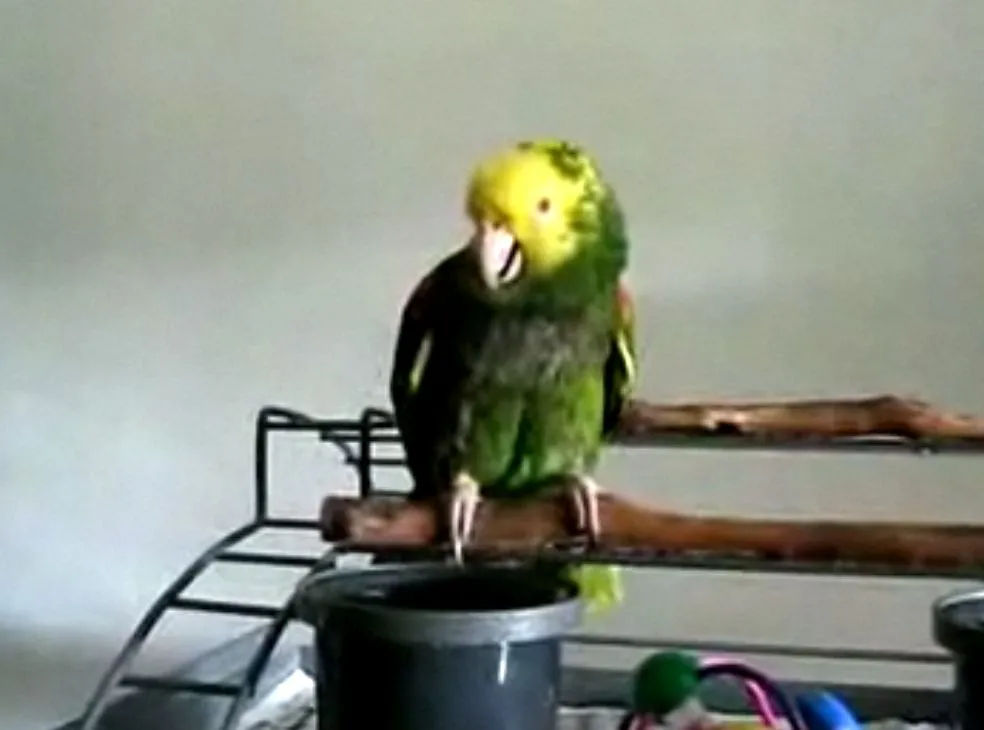 Ta papuga płacze jak dziecko