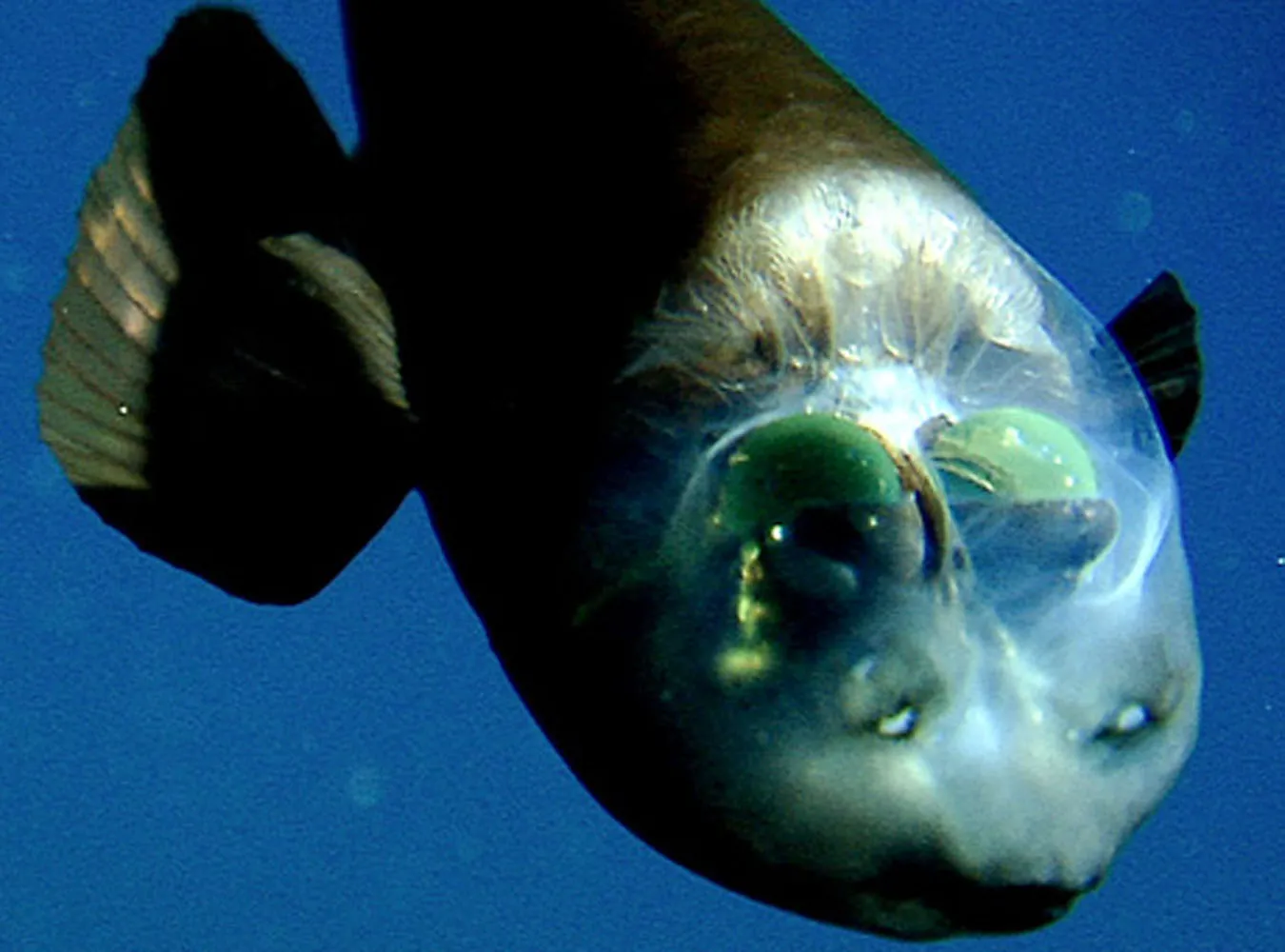 Ta ryba widzi przez czaszkę