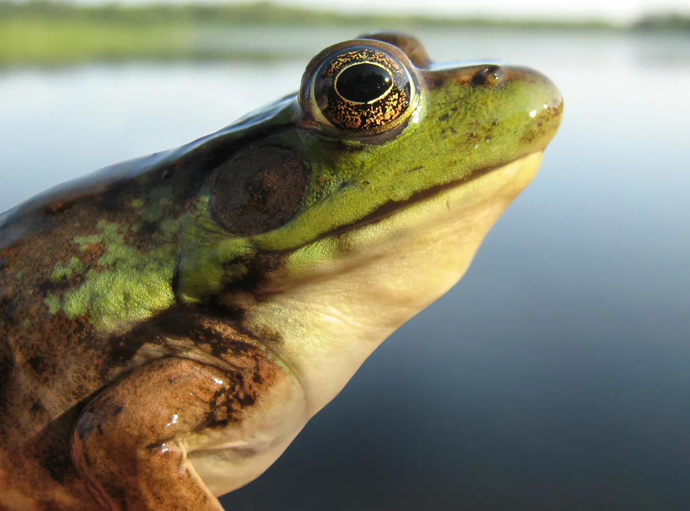 Zaślubiny żab wywołały deszcz