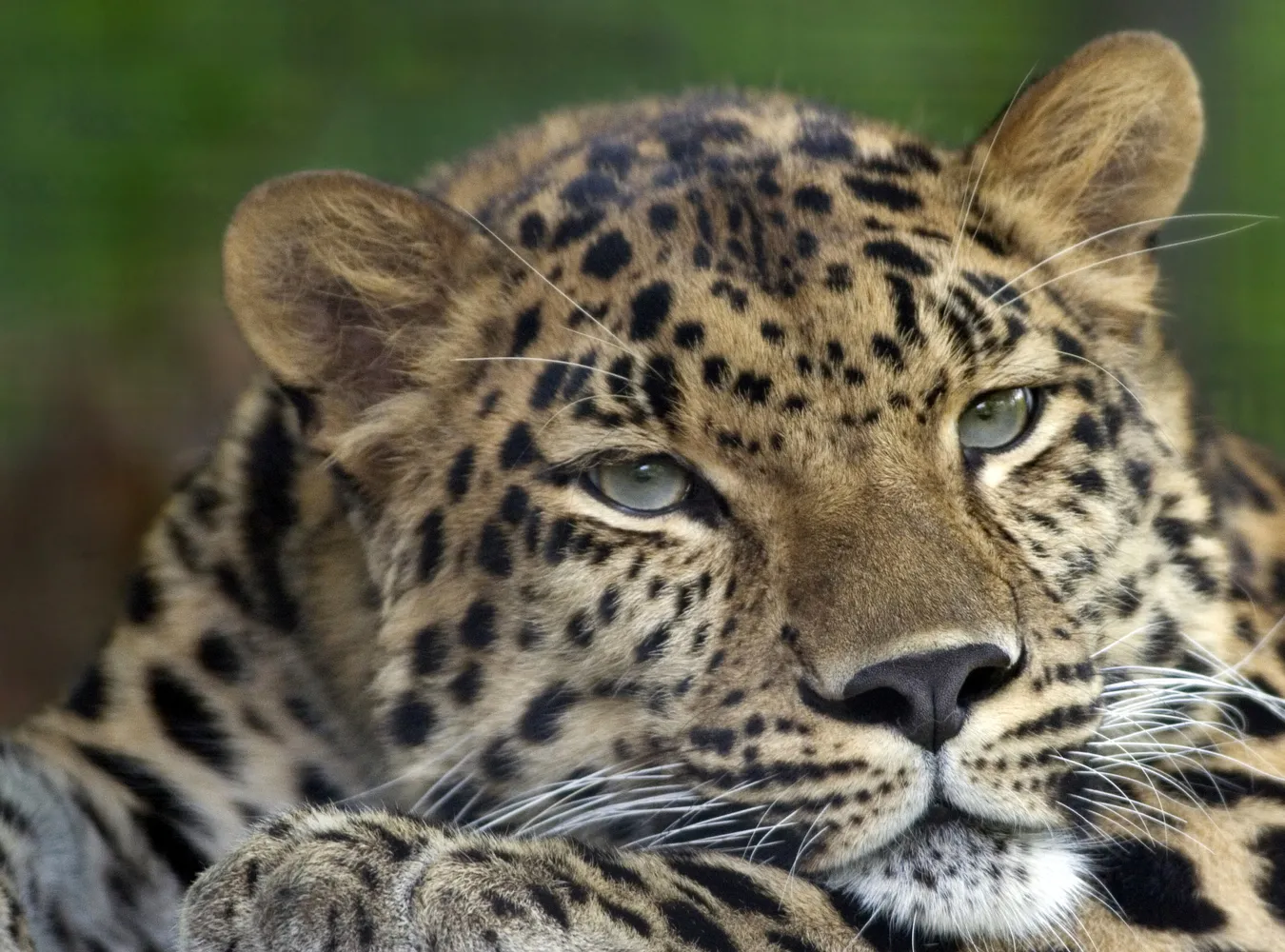 Najrzadsze koty świata mają się dobrze