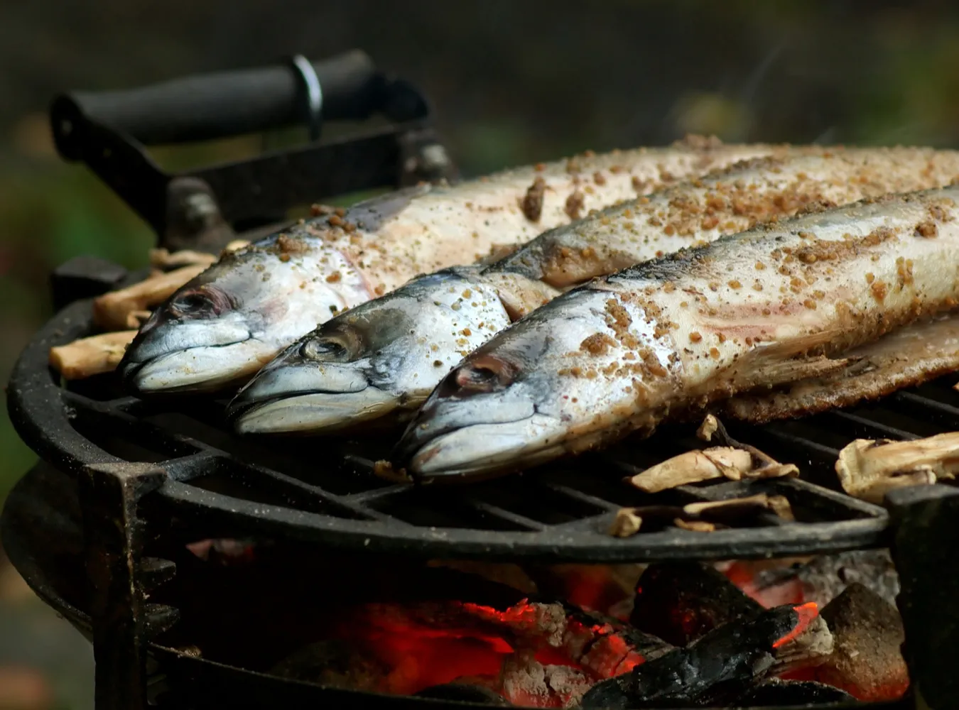 Ryba wpływa na majówkę